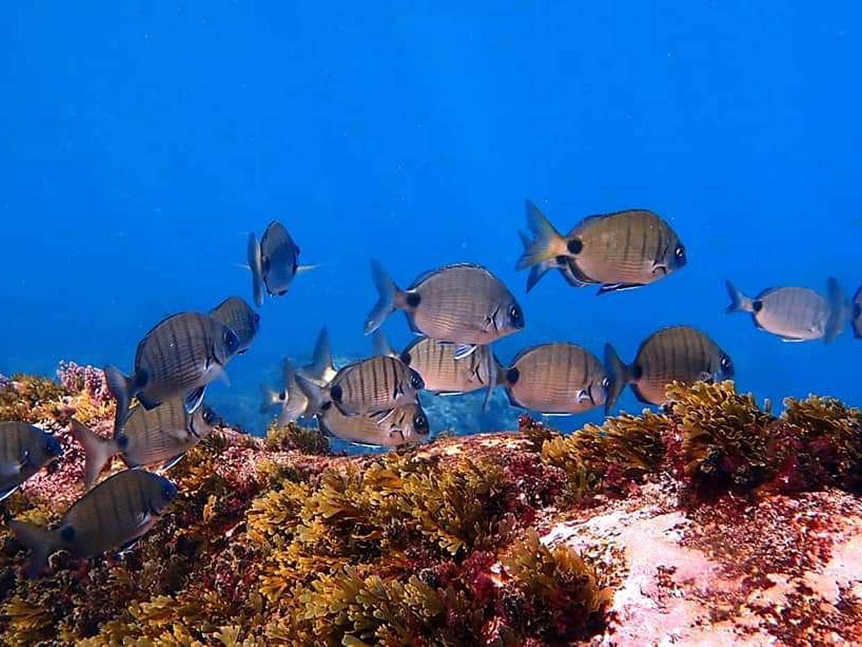 Zostań certyfikowanym nurkiem Open Water Diver na Azorach - Wyspa Pico - Twoja podwodna przygoda zaczyna się tutaj! w Portugalii.
, photo 2