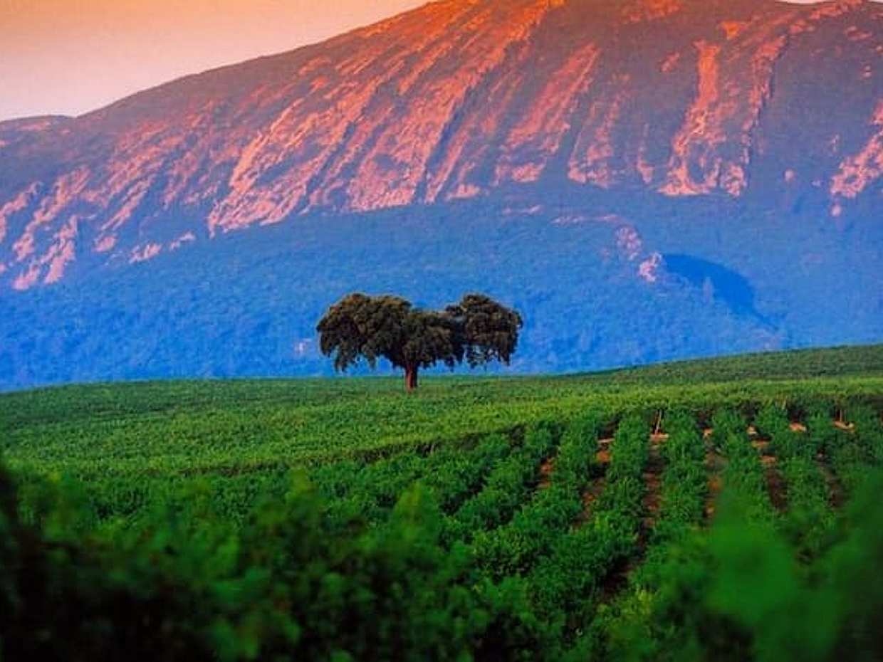 Wine Tasting - Private Half-Day Tour in Portugal, Lisbon, photo 4