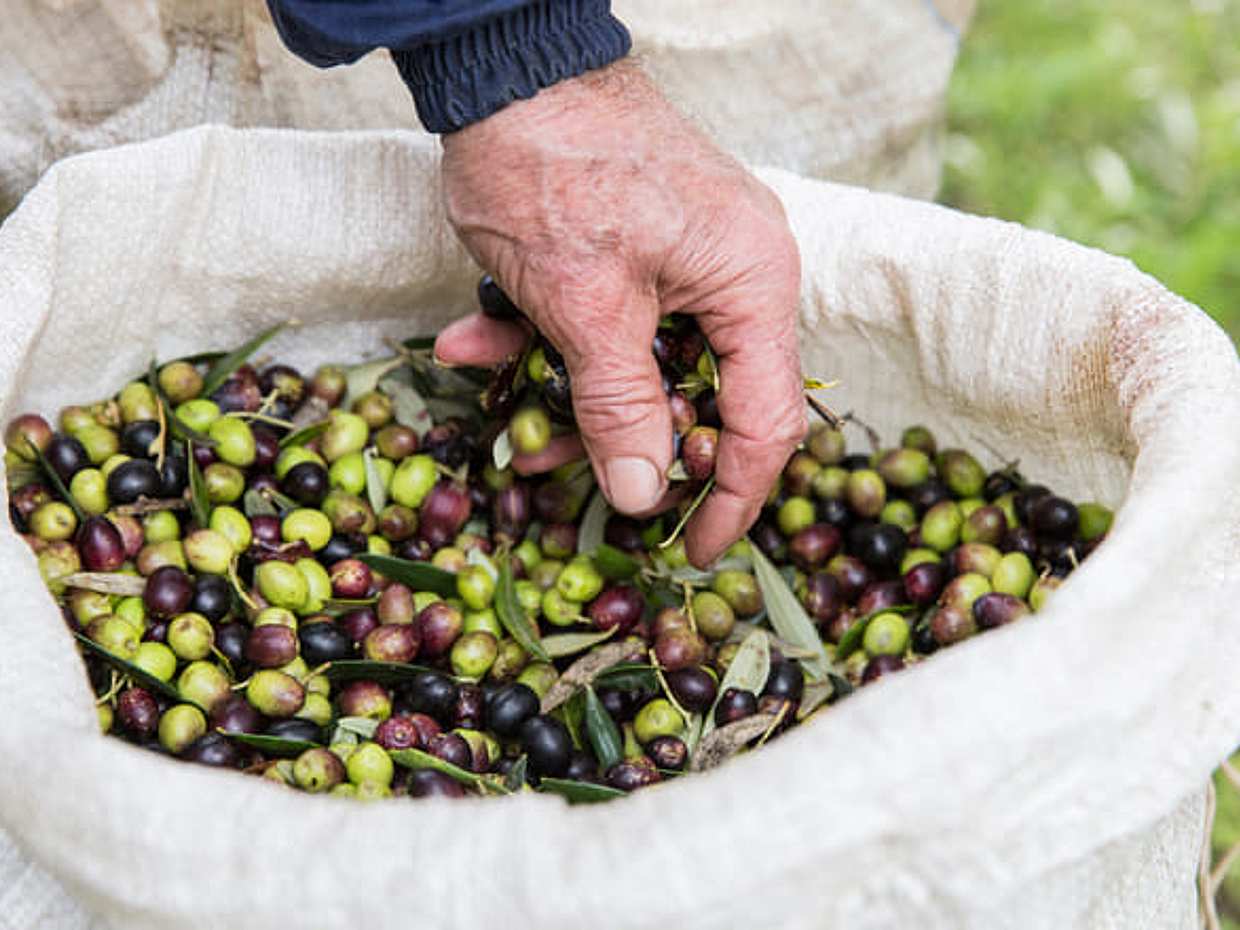 Visita l'azienda agricola Garra degusta l'olio e i suoi prodotti, photo 3