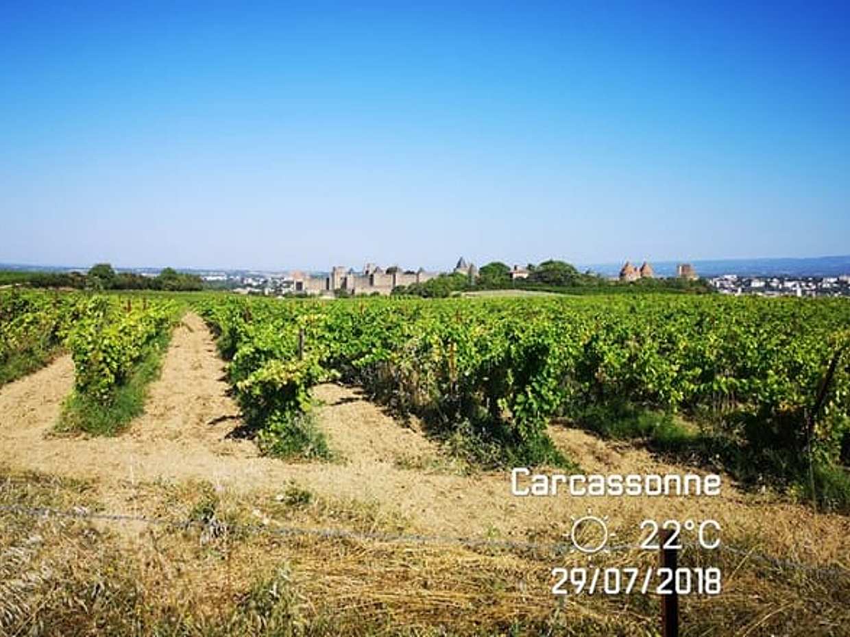 Private Shore Excursion to Narbonne and Carcassonne from Sète, photo 5