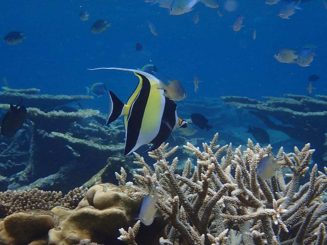 3 Point Snorkeling Tour in Maldives, Malé
