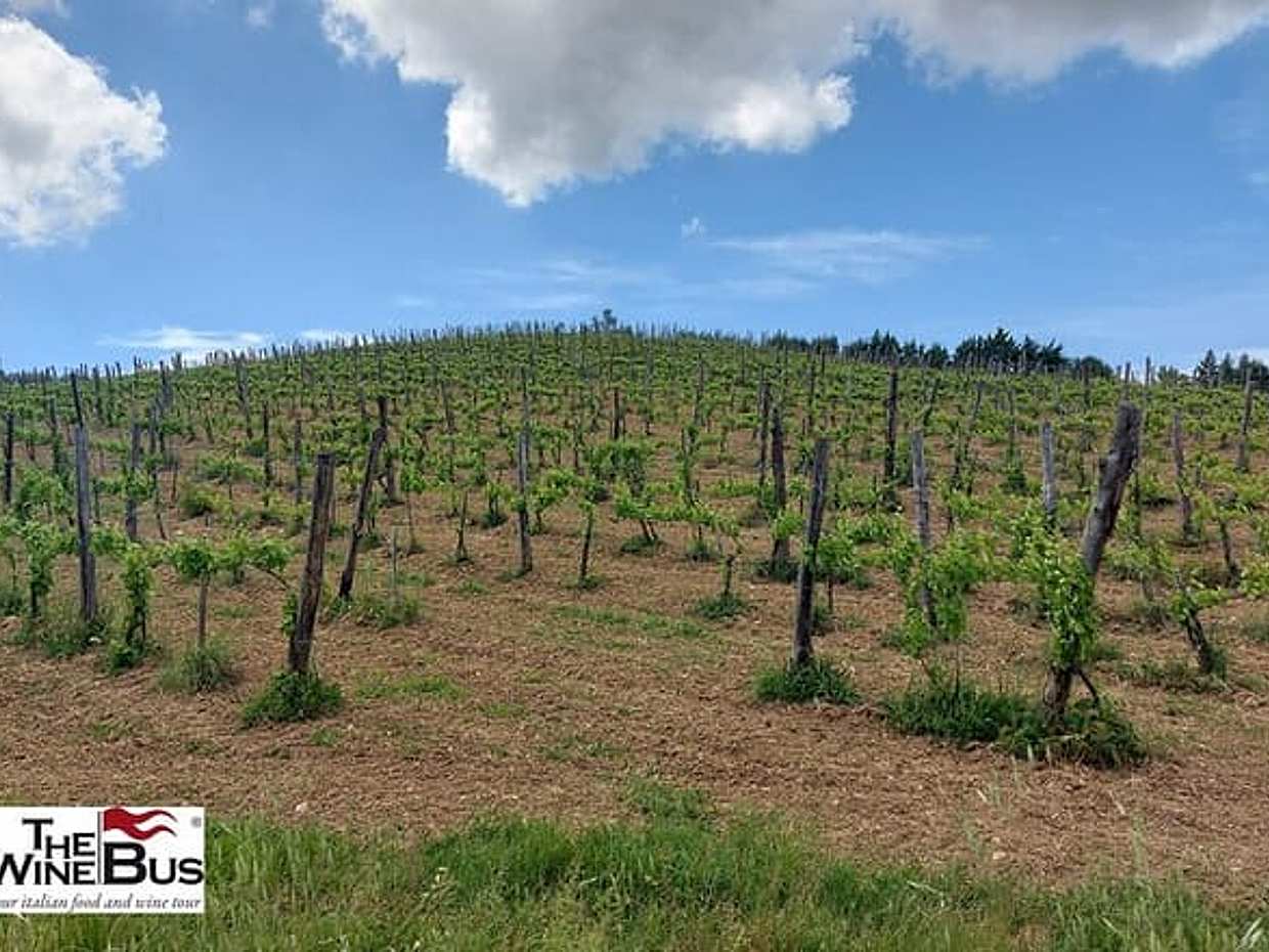 Private Irpinia Wine Tour from NAPLES with sommelier, photo 3