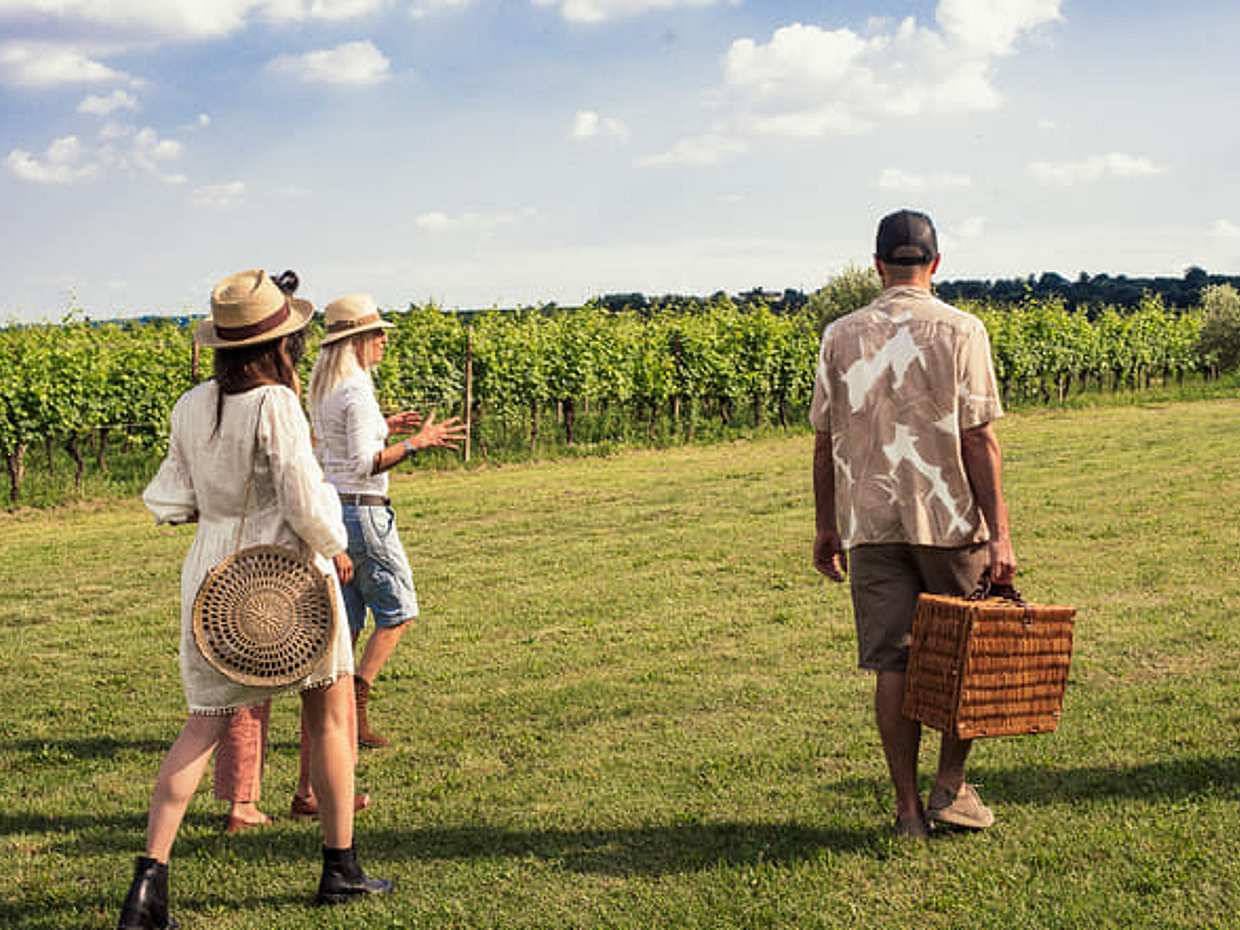 Pic Nic with Wine Tasting in the Vineyards, photo 2