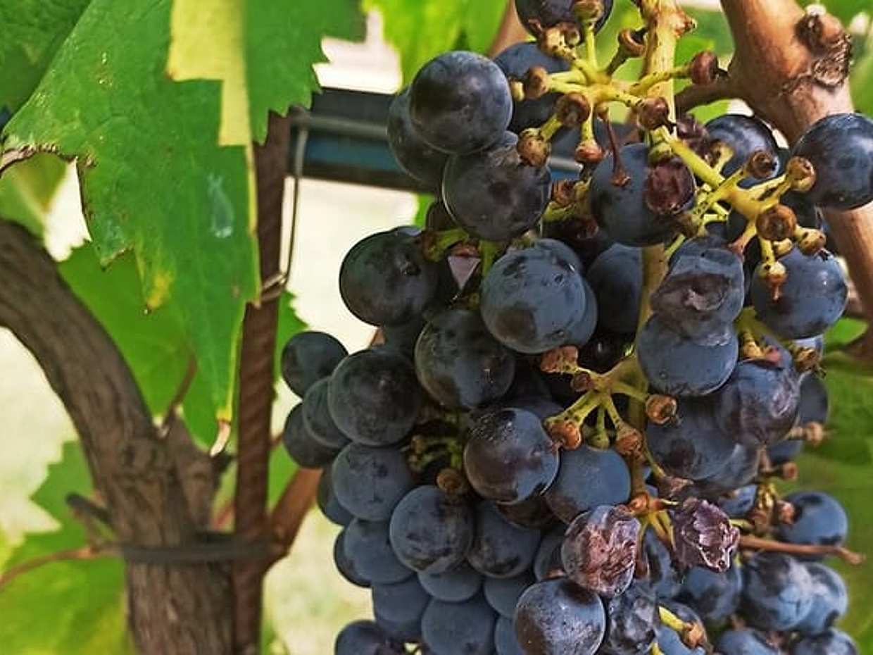 Private Art & Wine Tour in Cortona & Montepulciano, with lunch & 2 wine tastings, photo 4