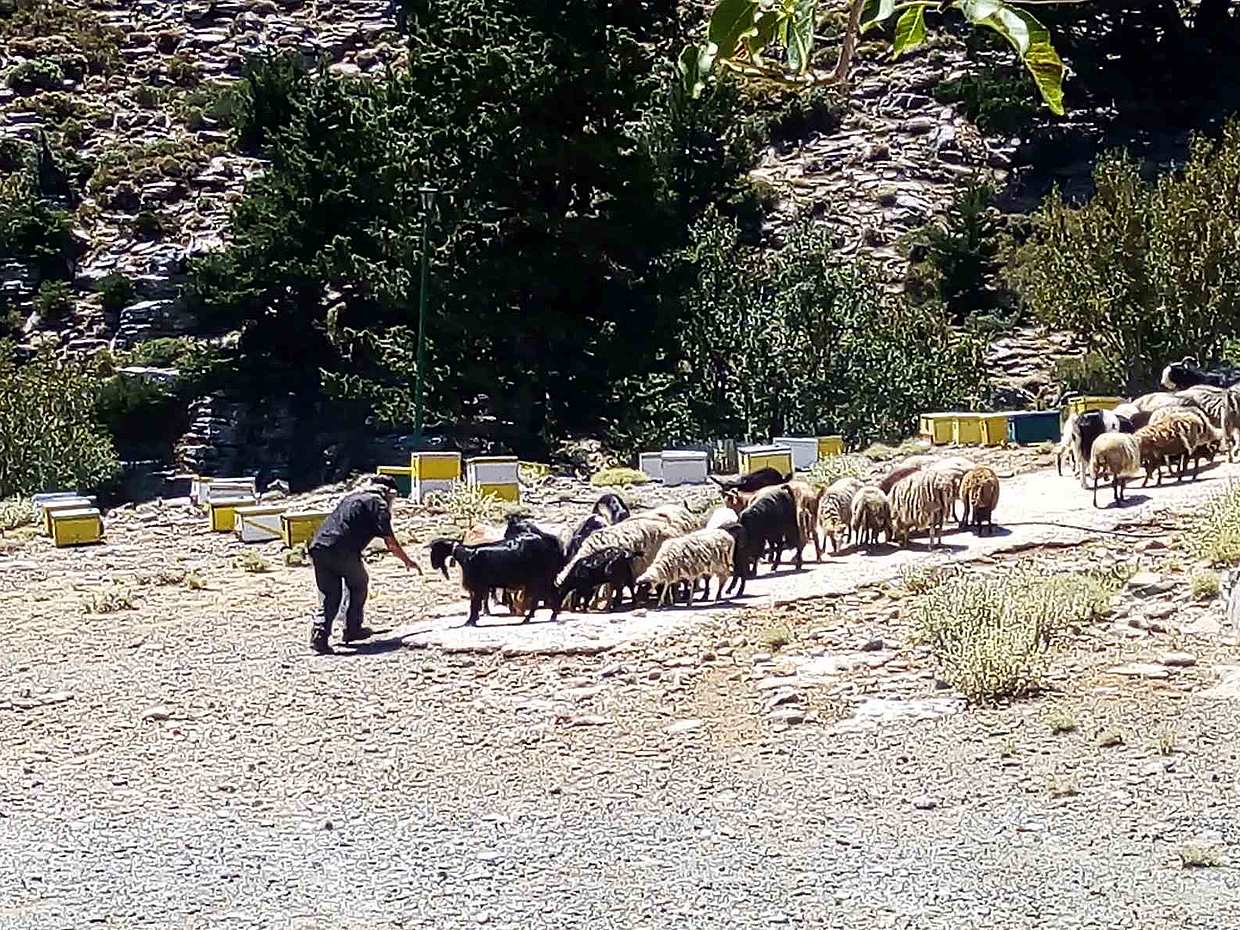 CHQ04. Private Tour to Cretan Villages of Apokoronas and Prophet Ilias, photo 4