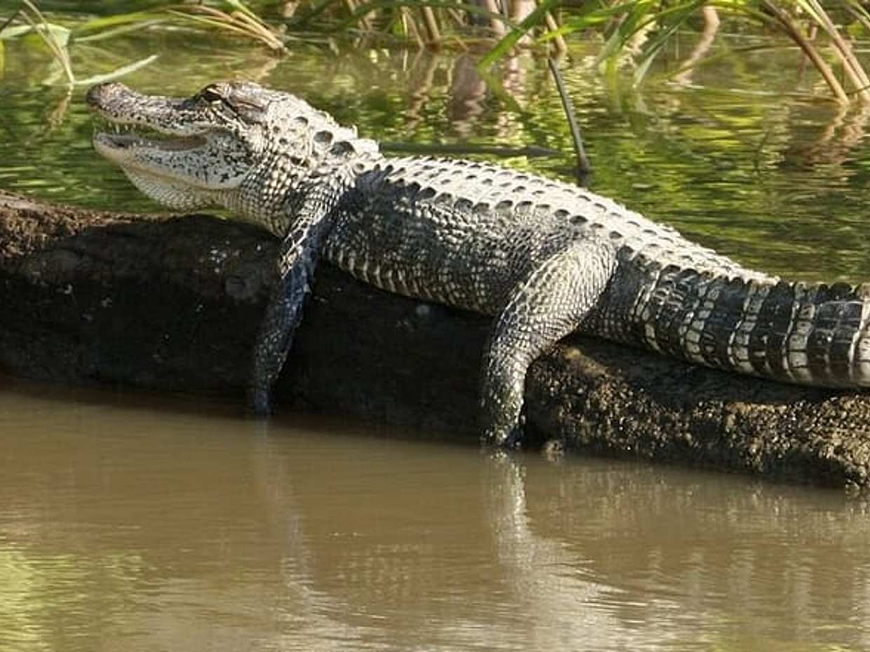 Everglades and Airboat Tour From North Miami Beach, photo 5