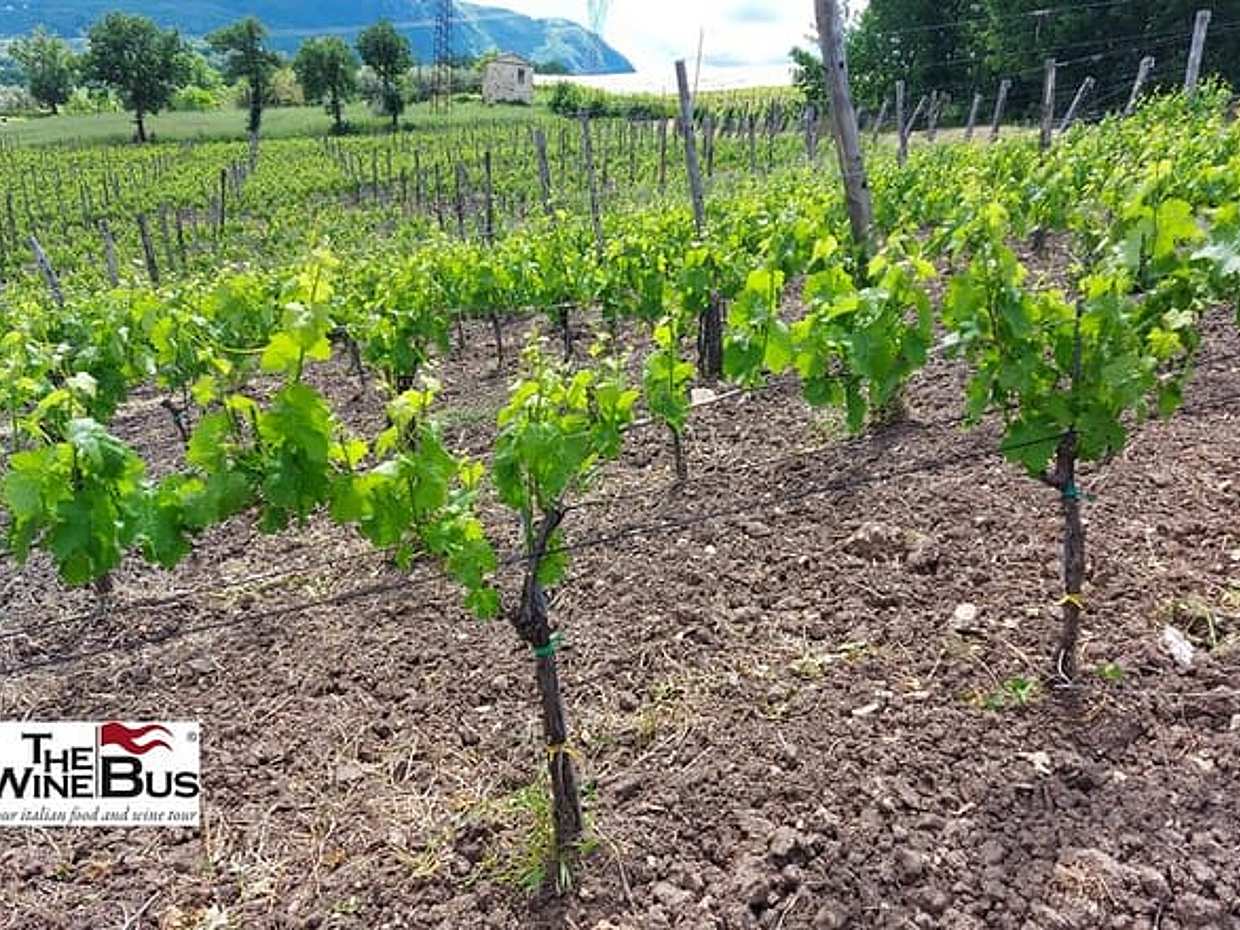 Private Irpinia Gourmet Tour from RAVELLO with sommelier, photo 3