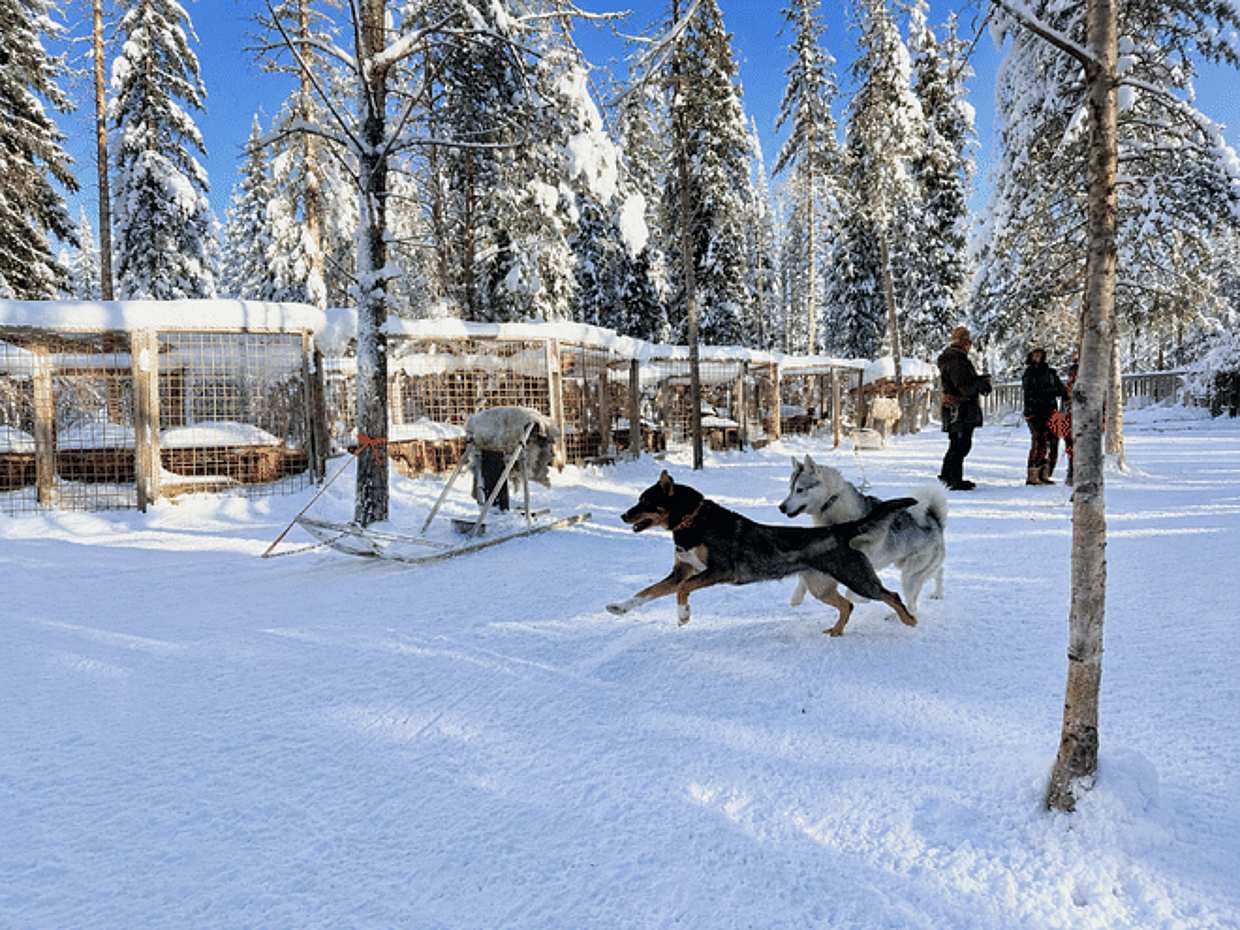 Husky Kennel Visit & Cuddle with Huskies, Levi, photo 5
