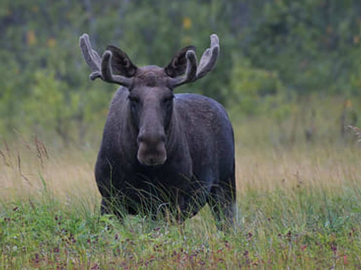 Moose Safari