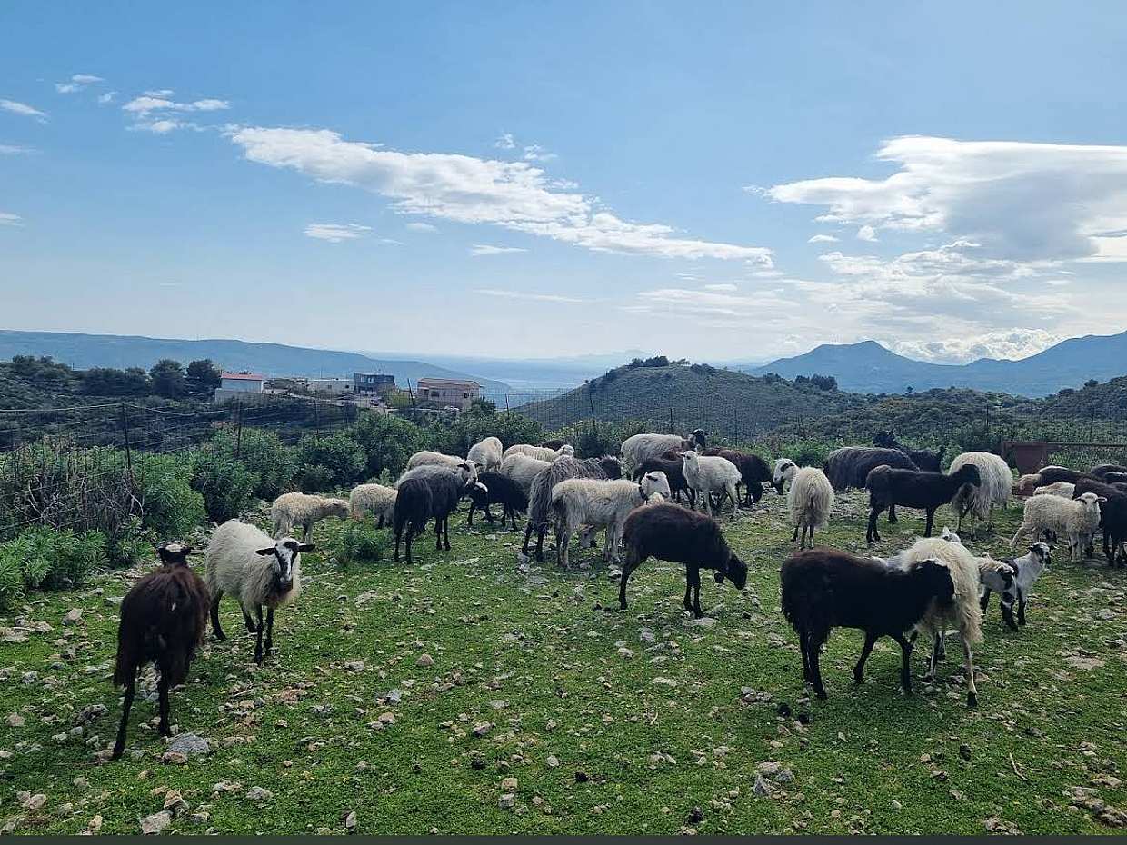 CHQ15.Apokoronas Tour με Van σε Κρυφούς Δρόμους: Χωριά, Θέα & Επίδειξη Παρασκευής Τυριού στην Ελλάδα, Κρήτη, photo 4