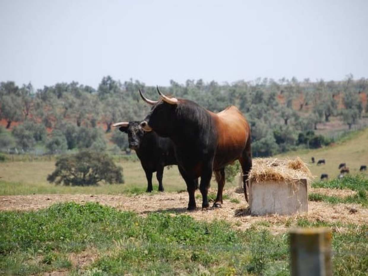 Exclusive Private Bull Ranch Winery and La Rabida Monastery Experience, photo 4