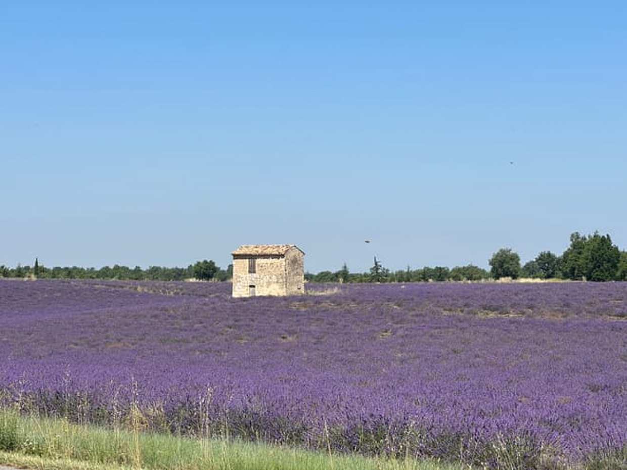 Lavender Private Day Trip, photo 5