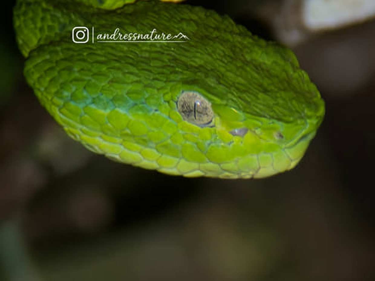 Monteverde Wildlife Night Tour with Steven, photo 3