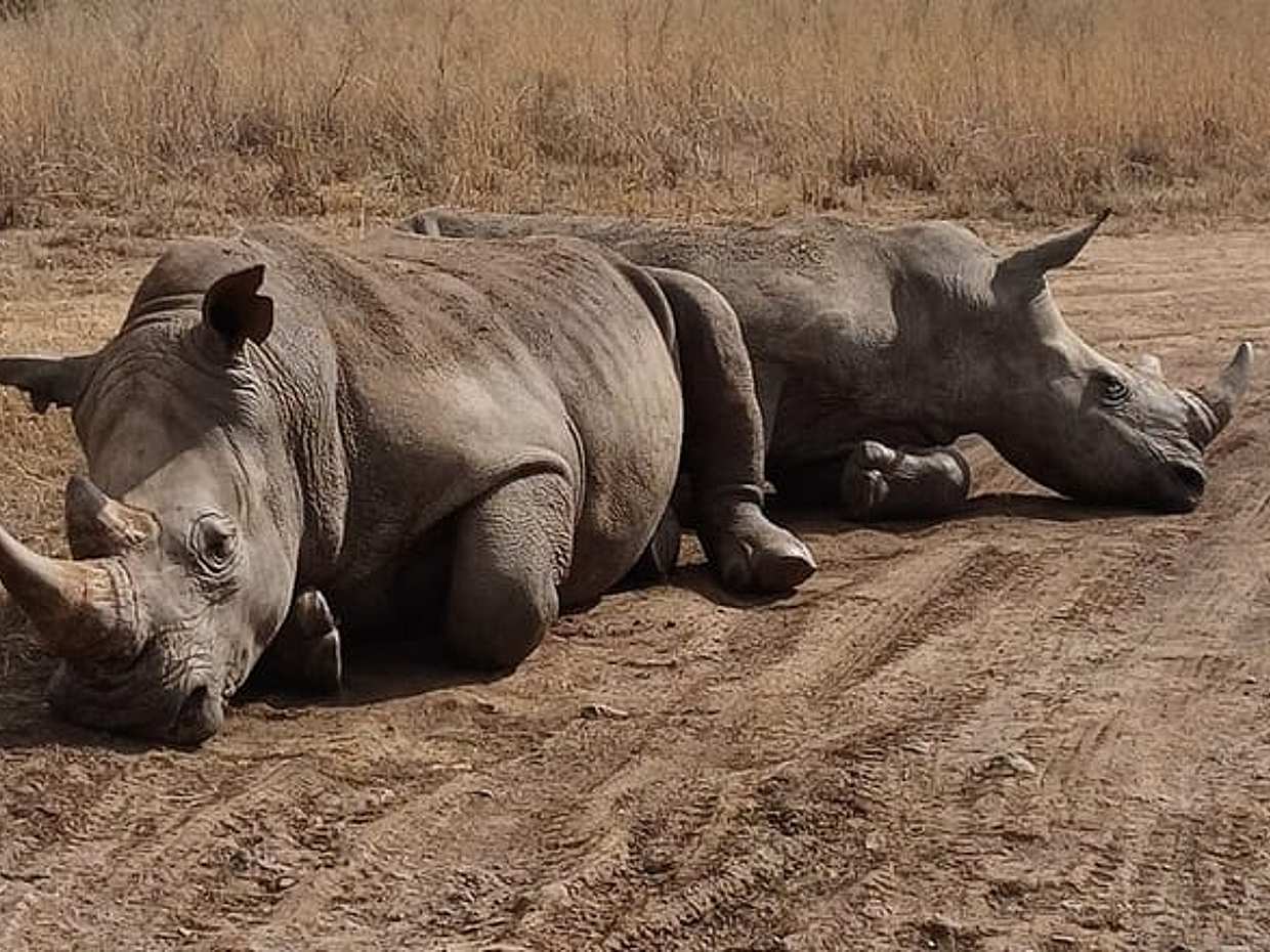 The Ultimate 4x4 Maasai Mara Day Trip in Kenya, Nairobi, photo 2