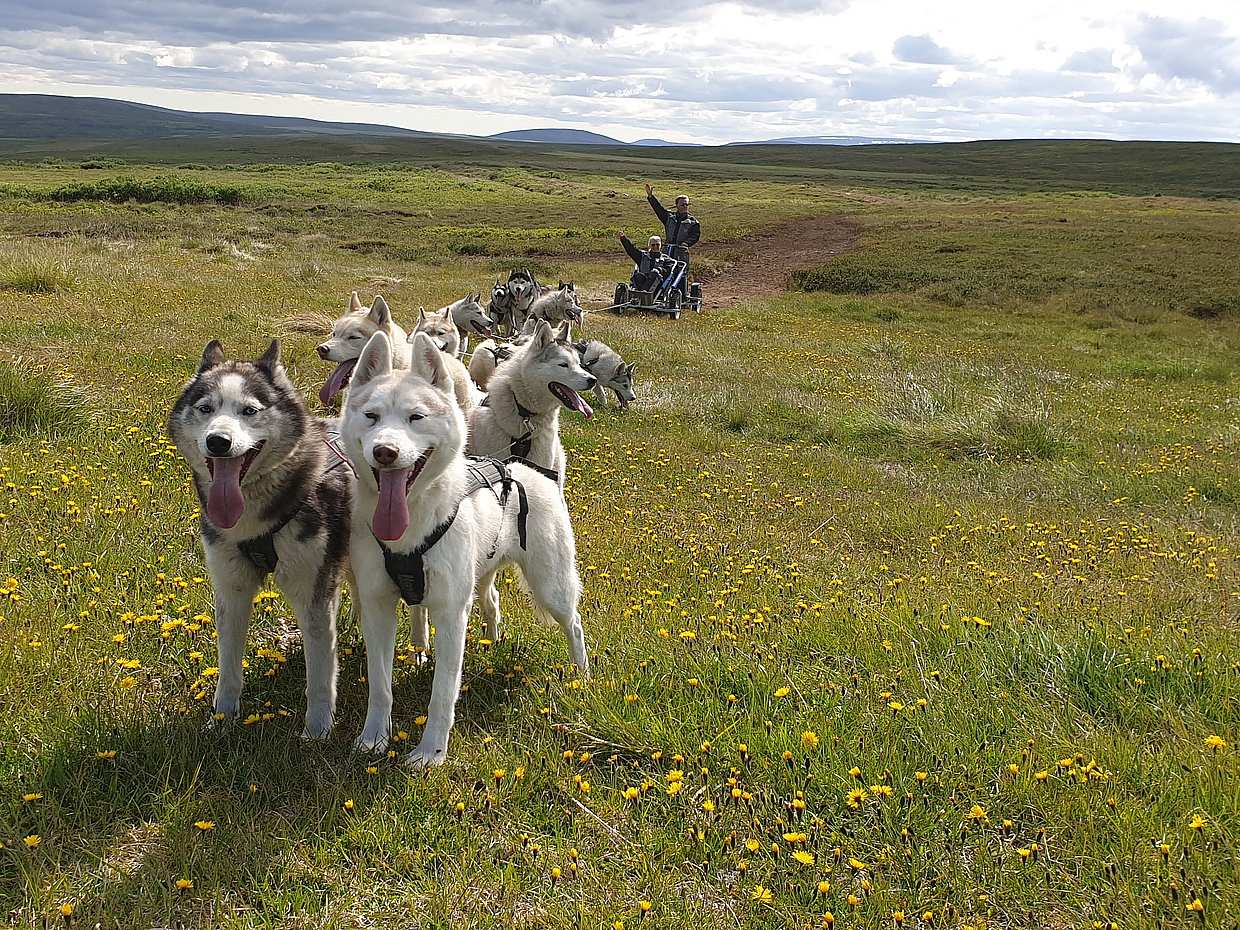Siberian Husky Cart Ride, Iceland