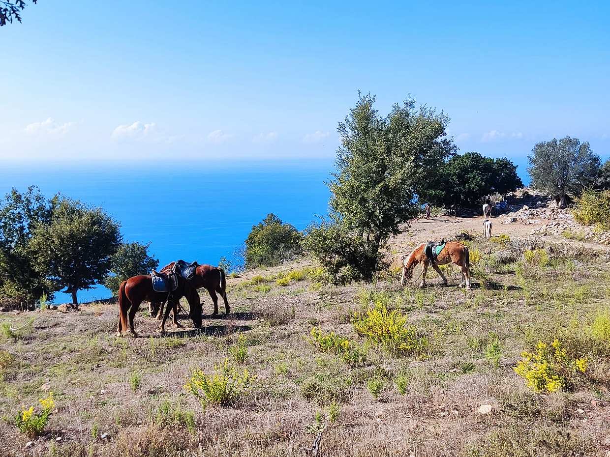 Paardrijden Safari Tour in Alanya in Turkije
, photo 3