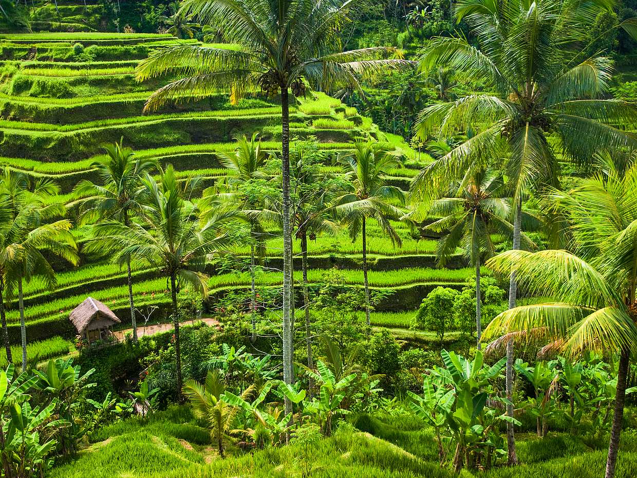 Avventura in bicicletta da Sanur a Ubud, photo 2