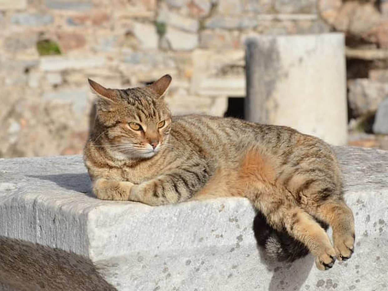 All Inclusive: Best of EPHESUS Tours Incl Skip Line ENTRY TICKETS in Turkey, Acarlar, photo 3