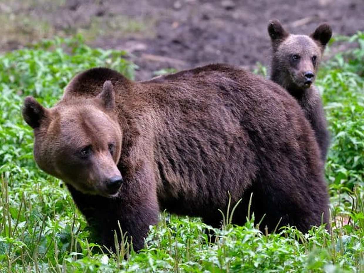 Carpathian Wilderness: A Wildlife Experience from Brașov, photo 4