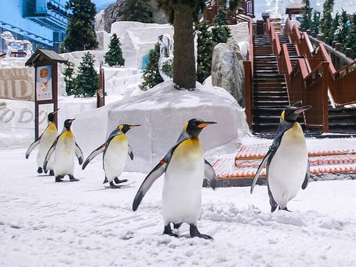 Ski Dubai 门票 - 阿联酋, photo 3