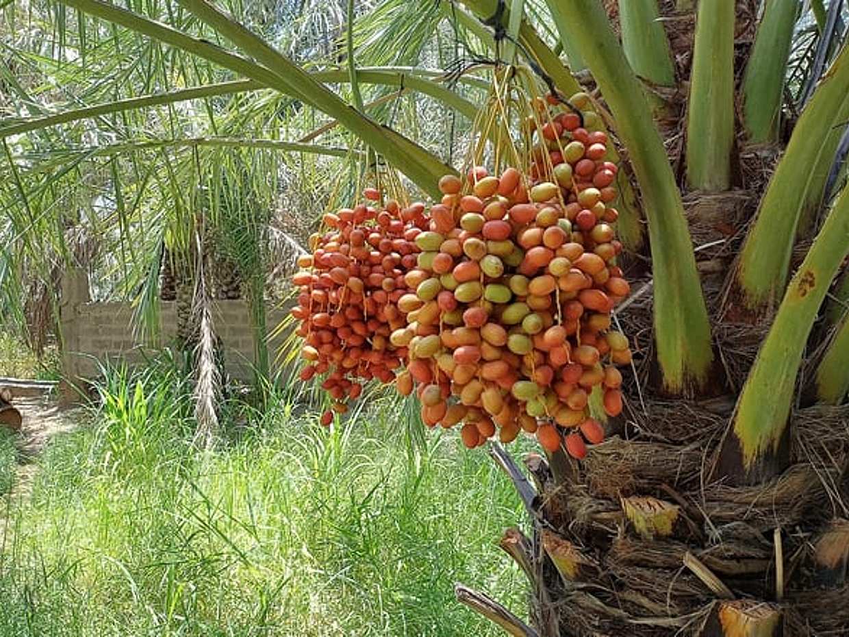 Al Ain Full-Day Private Tour from Dubai with Guide, photo 5