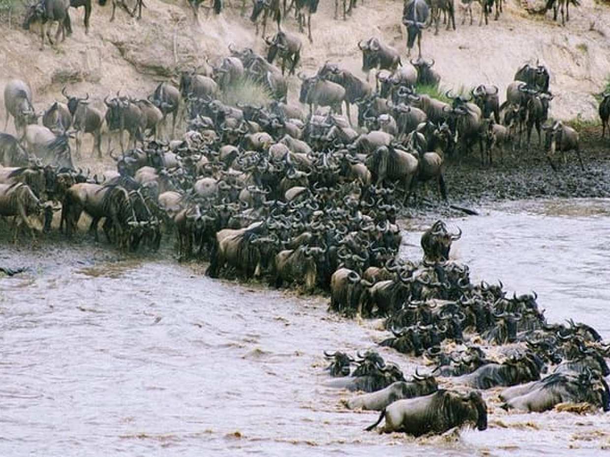8 Days Masai Mara Wildebeest Migration Safari Adventures, photo 4