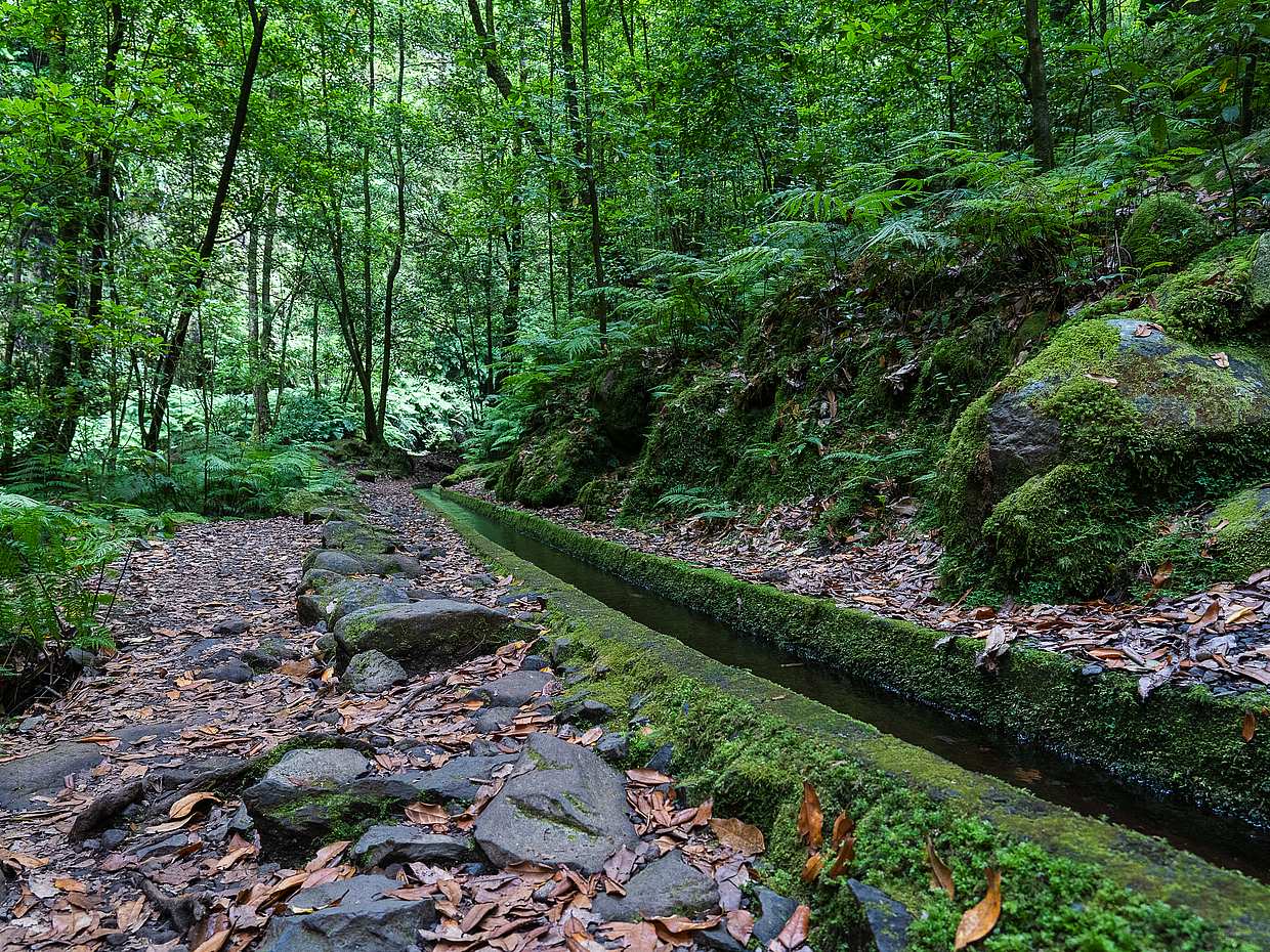 King's Levada, Hidden Corners Full-day Walking Tour in Madeira, Portugal, photo 4