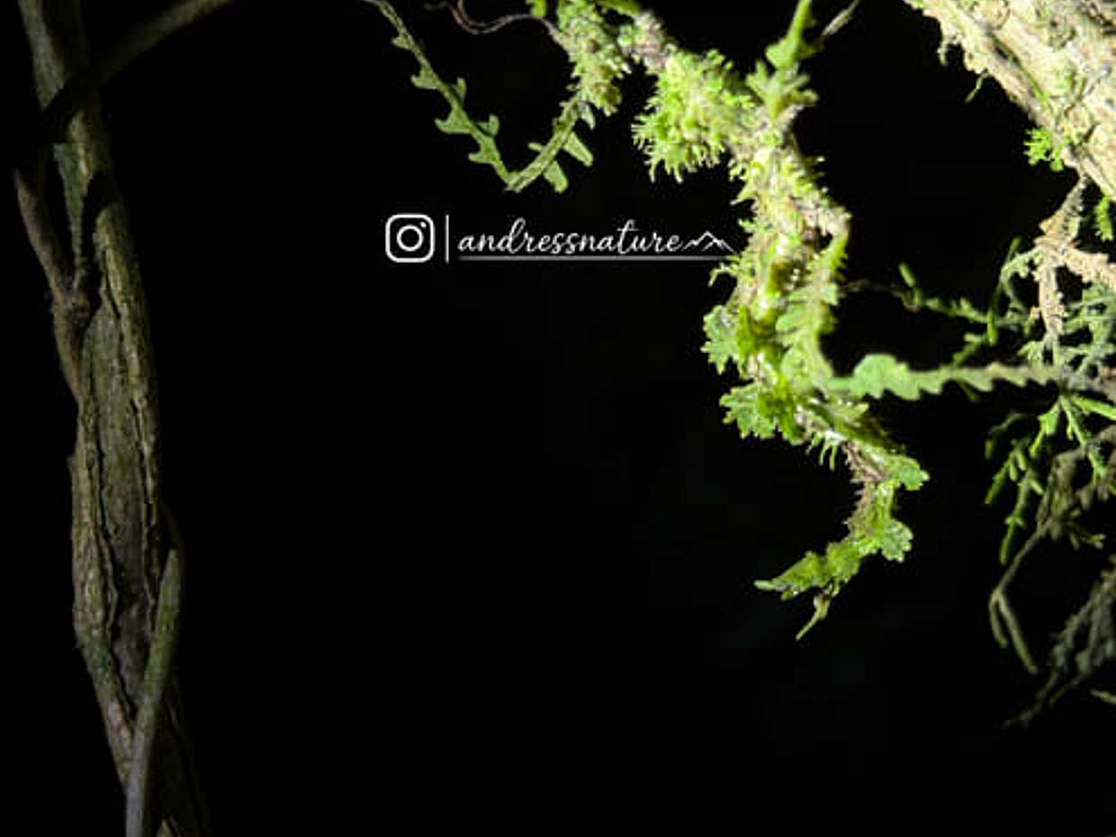 Monteverde Wildlife Night Tour with Steven, photo 5