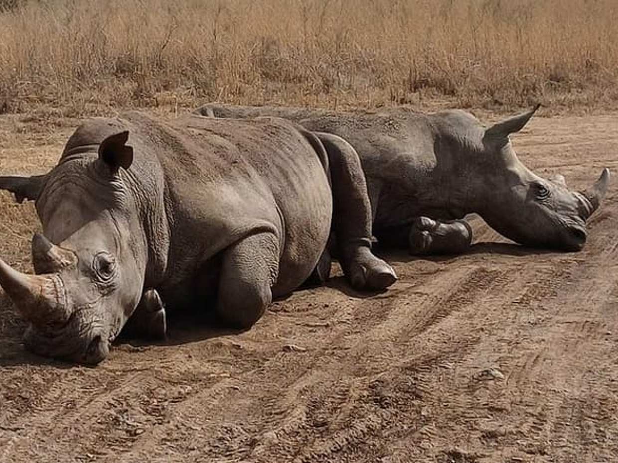 Nairobi National Park Guided Half Day Tour in Kenya, photo 2