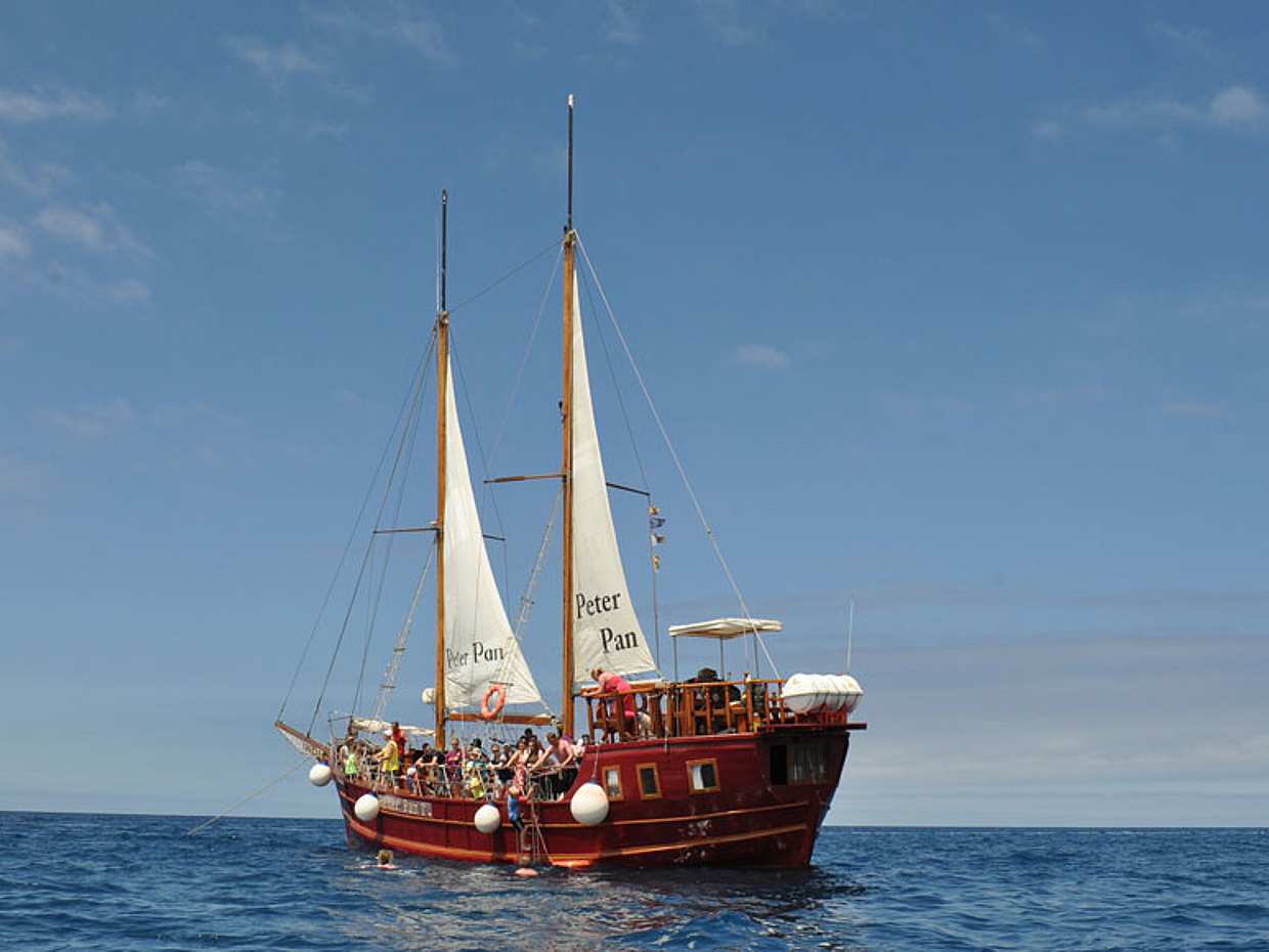 Tour with Whale Watching in Tenerife Peter Pan Boat in Spain, photo 5