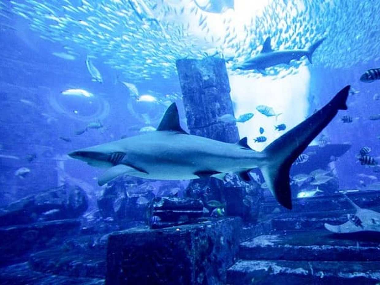 Diving with Sharks certified, photo 3
