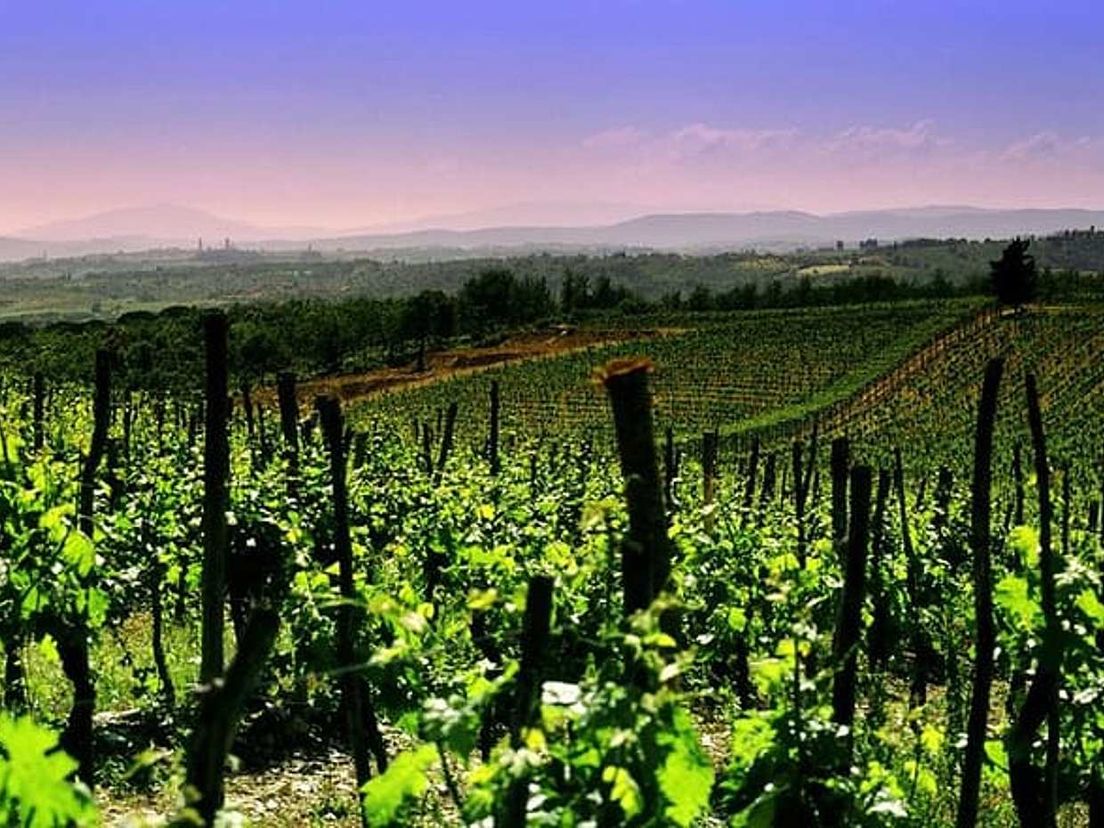 Mount Vesuvius Wine Tour with Lunch from Naples or Sorrento, photo 4