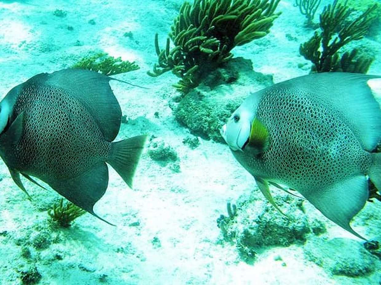 Snorkeling with Caribbean fish and private cenote exploration, photo 3