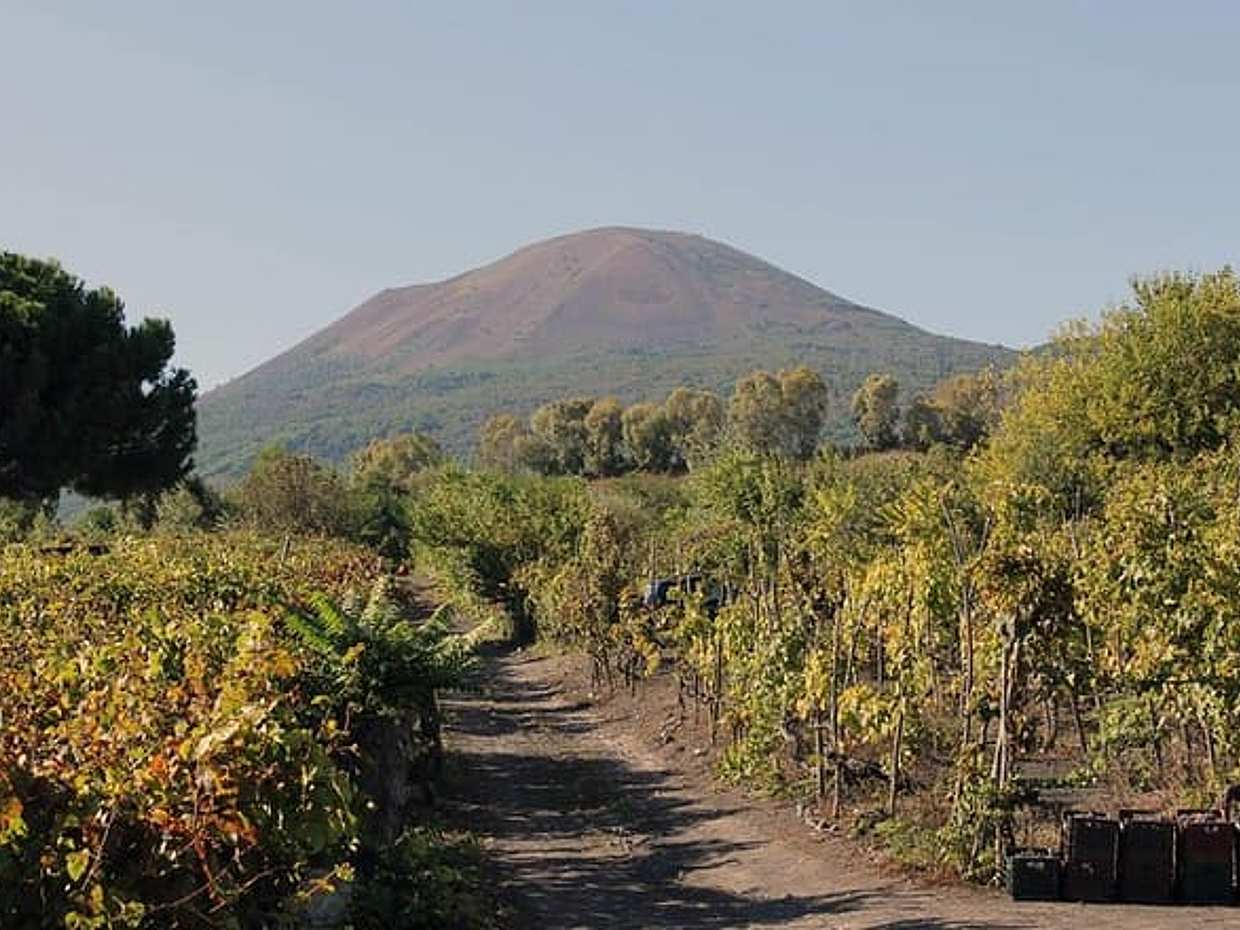 Vesuvius, Pompeii (private guide),vineyards and winery tour, lunch wine taste ., photo 2