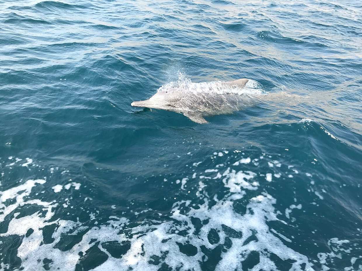 2 dny / 1 noc v Musandamu v Ománu na plavbě lodí Dhow a horském safari s pláží z Dubaje ve Spojených arabských emirátech
