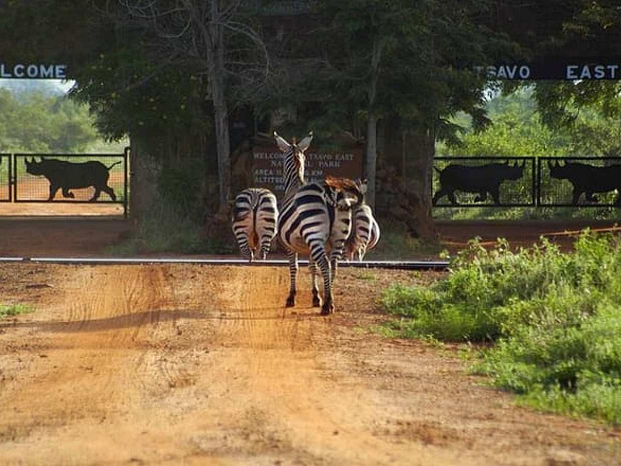 Overnight Tsavo East National Park Safari from Mombasa OR Diani Beach, photo 5