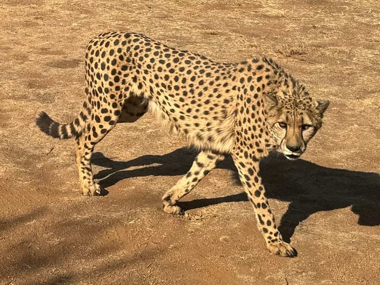 Ann Van Dyk Cheetah Centre Tour из Йоханнесбурга или Претории, Южная Африка, photo 4