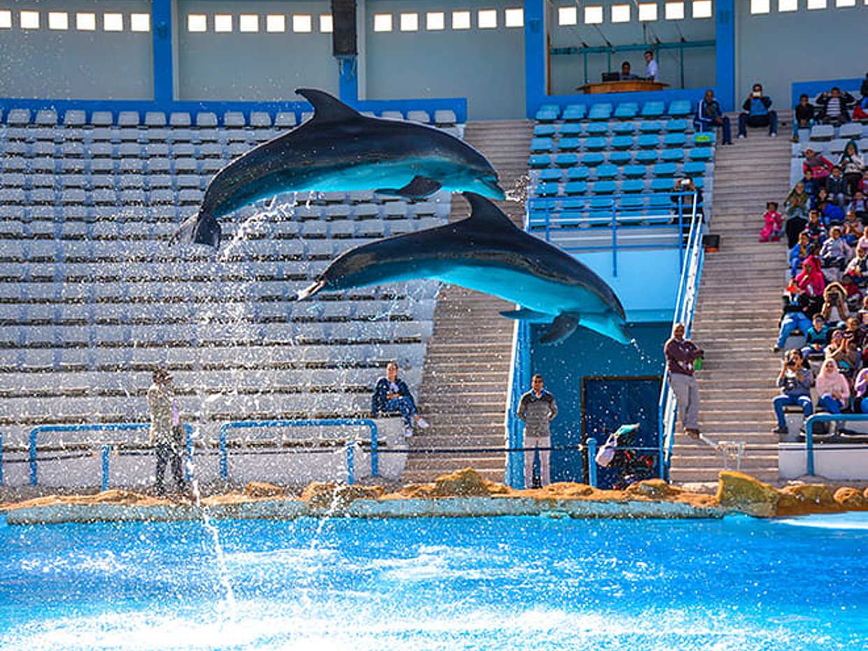 Shore Excursions: Dolphin Show, Photo session and Semi Submarine, photo 3