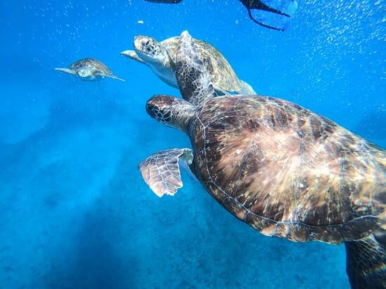 Snorkeling with Sea Turtle Experience, São Vicente, Cape Verde"Snorkeling with Sea Turtle Experience, São Vicente, Cape Verde"
