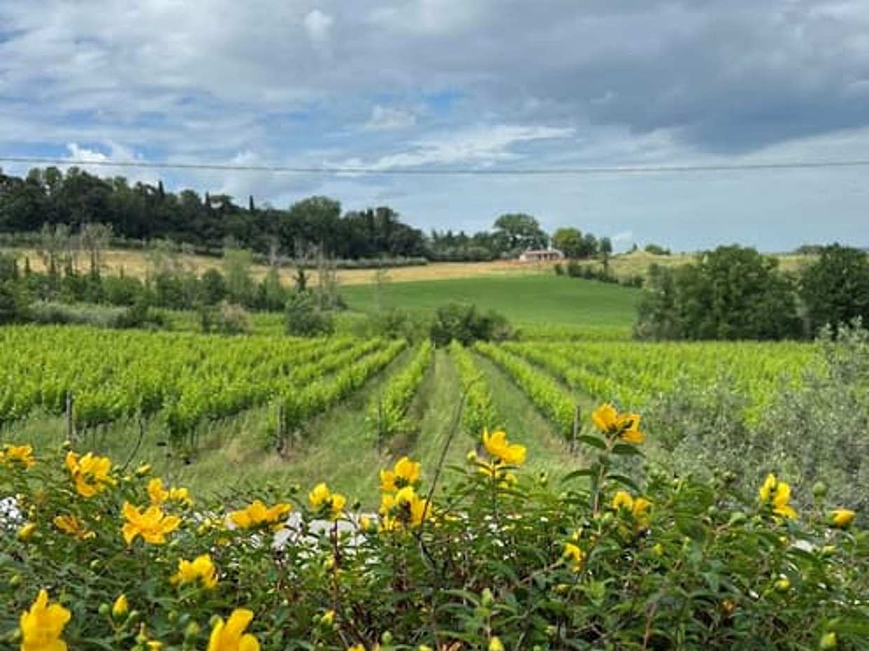 Discover Italian Wines: Exclusive tasting of 3 glasses of wine and olive oil at Tenuta La Viola, photo 3