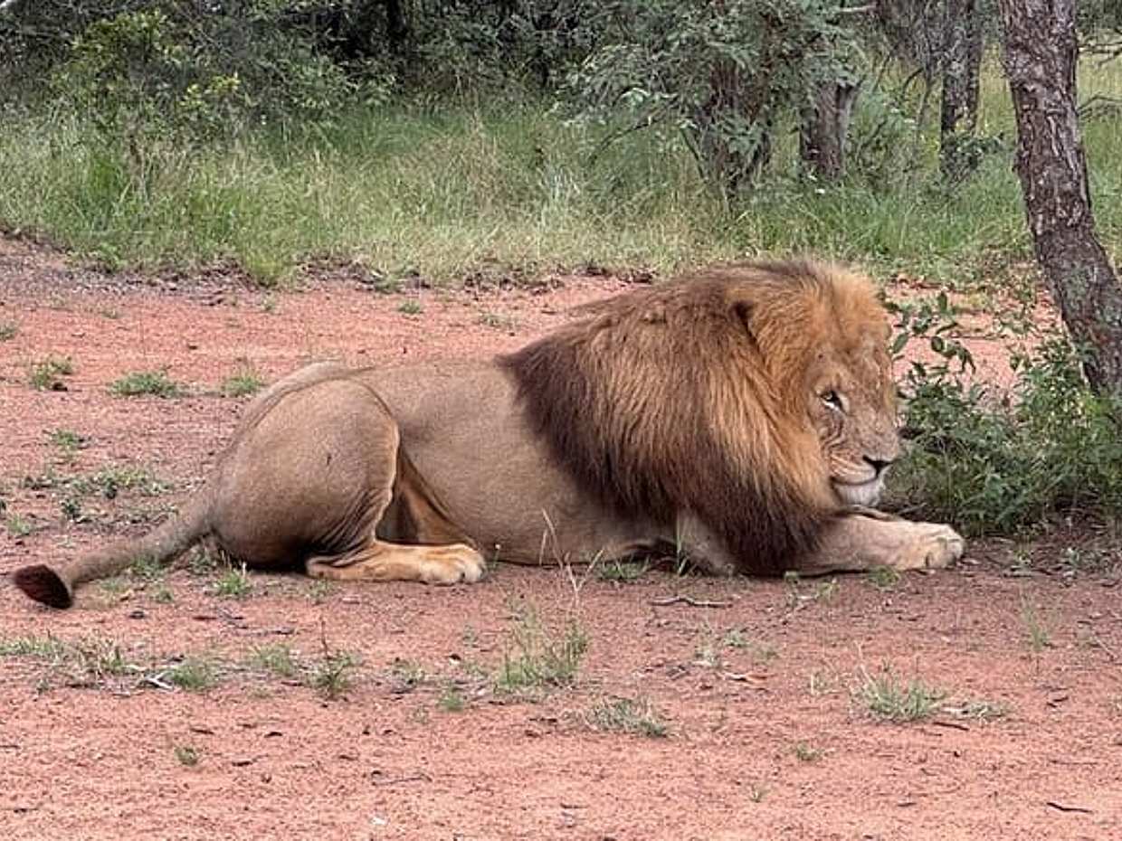 Walk With Lions From Johannesburg in South Africa, Gauteng, photo 5