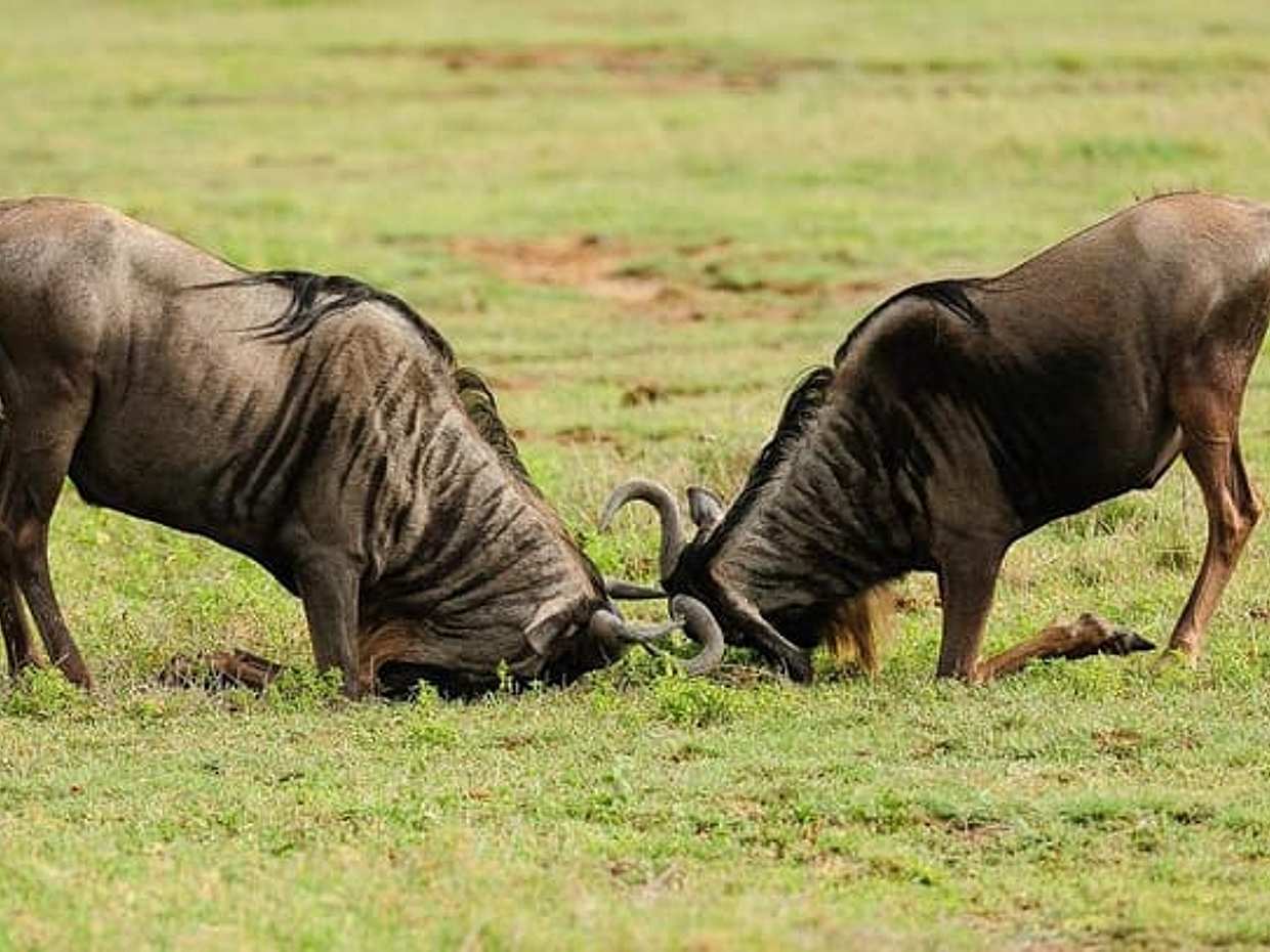 "Safari de 5 jours sur la Grande Migration : Serengeti central et saison des mises bas de Ndutu, Tanzanie"., photo 5