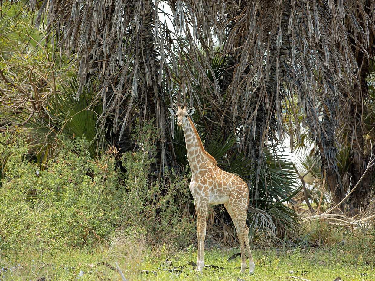 6 Daуs Amboseli, Lake Nakuru and Maasai Mara Safari in Kenya, Nairobi