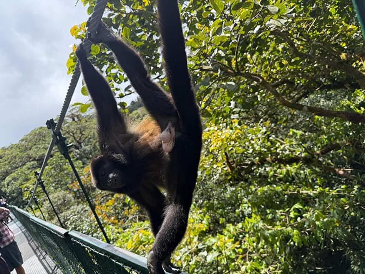 Monteverde hanging bridges with a local tour guide, photo 2