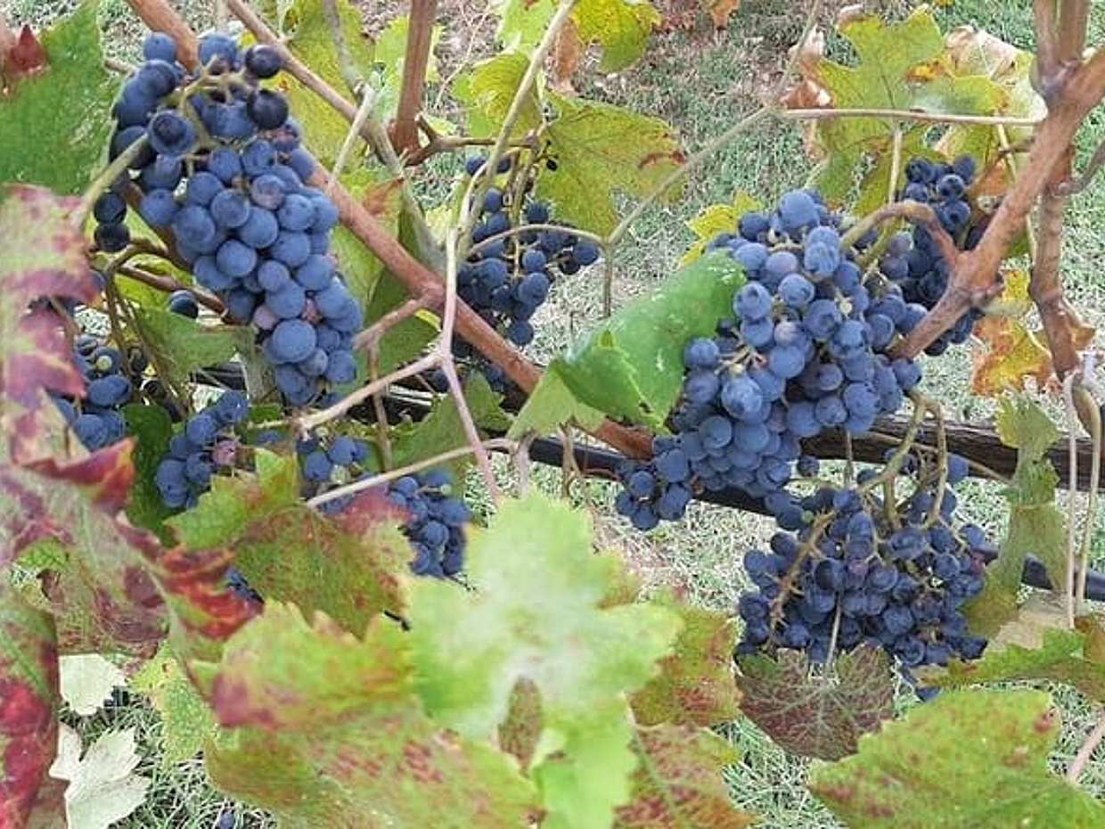 "Good Morning Chianti Classico" - Tour in 2 wineries with lunch, photo 5