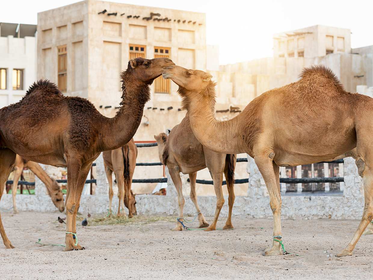Doha and Al Wakra Souk Tour in Qatar, Souq Waqif, photo 2