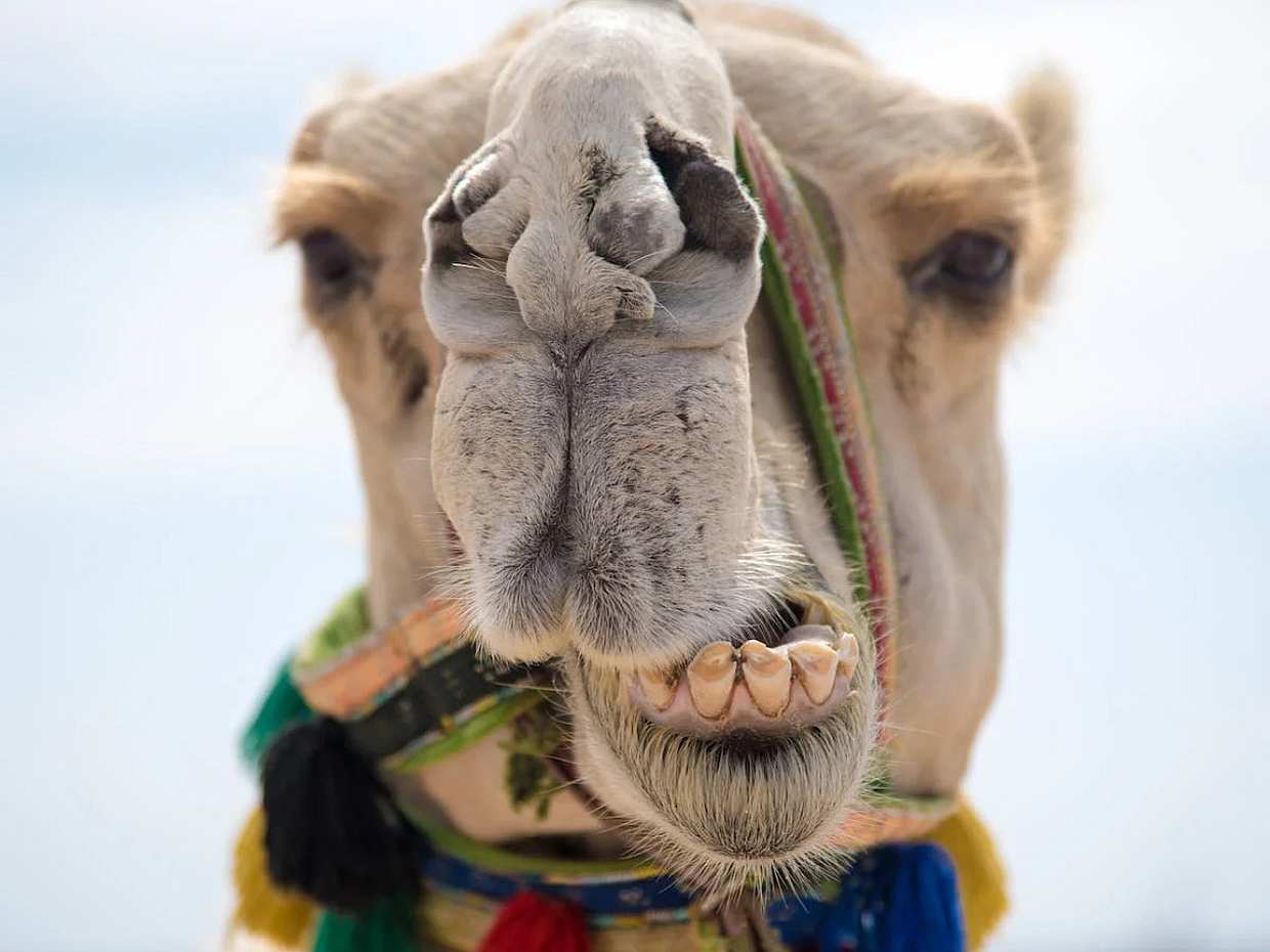 Explore Djerba at the Gentle Pace of a Camel Ride in Tunisia, Djerba Midun