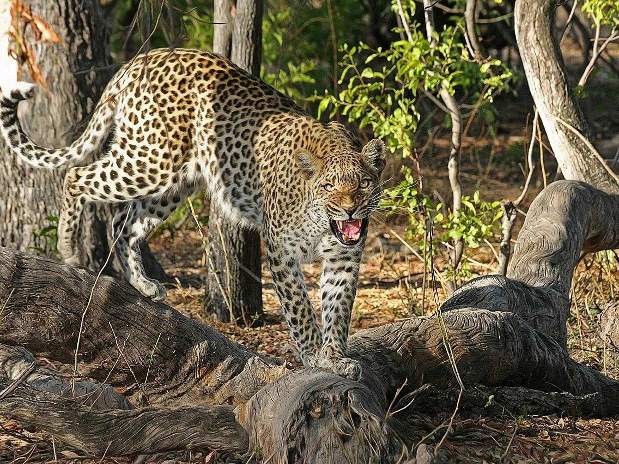 Ganztägige private South Luangwa Tour in Sambia, Kakumbi
, photo 2
