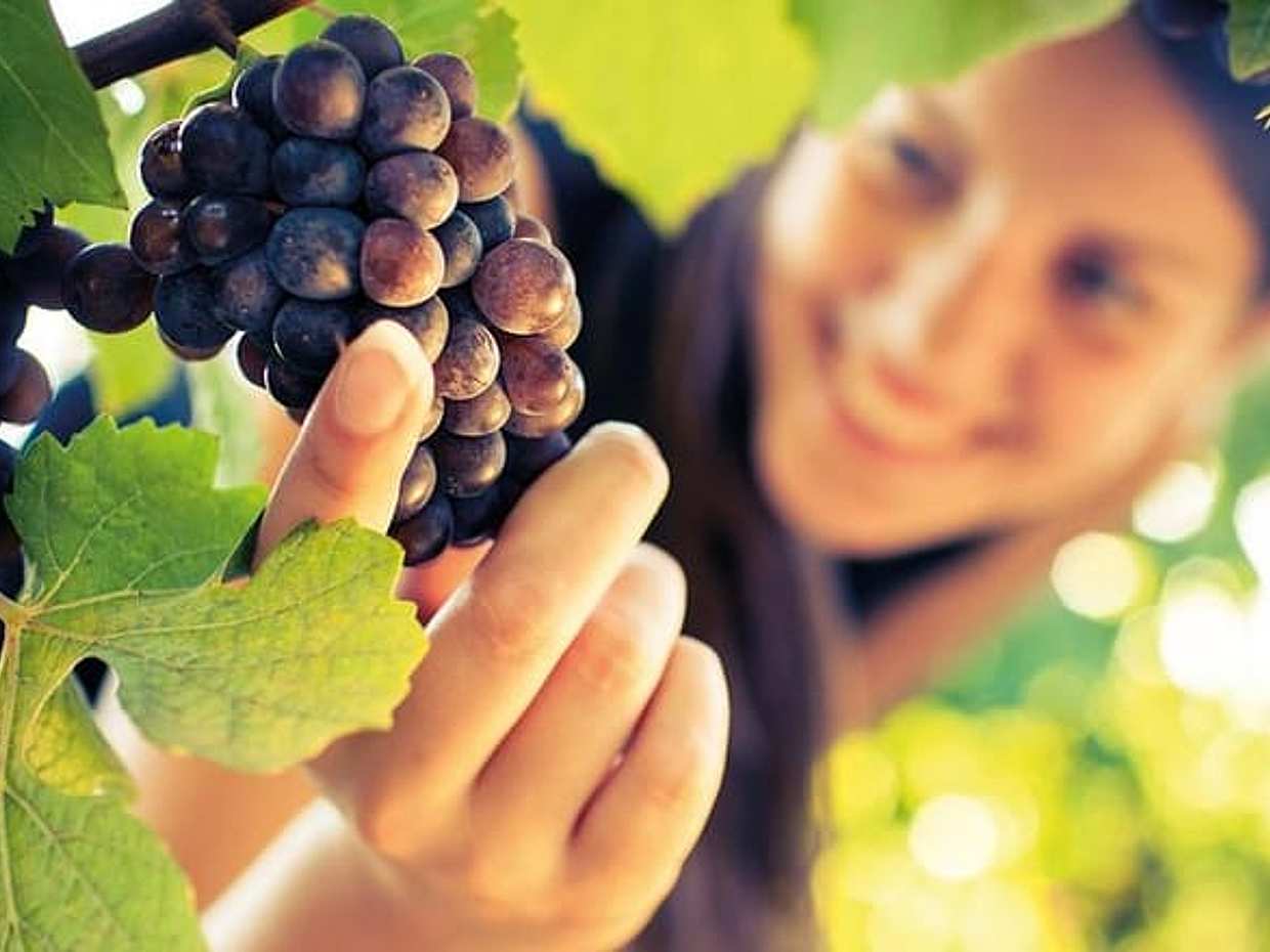 Půldenní prohlídka vín Brunello di Montalcino ze Sieny v Itálii, photo 3
