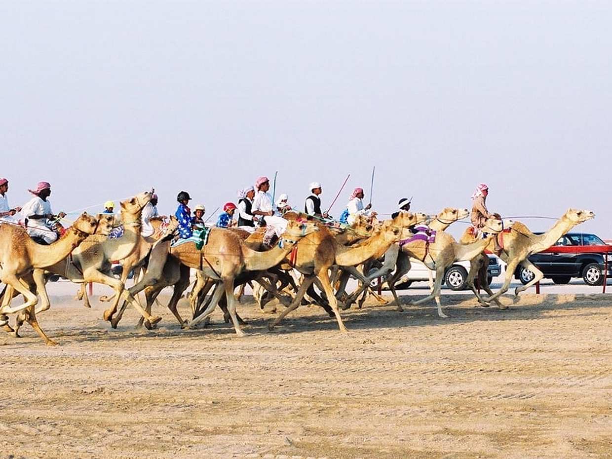 Sheikh Faisal Museum, Camel Race Track and Equestrian Club Tour in Qatar, Doha